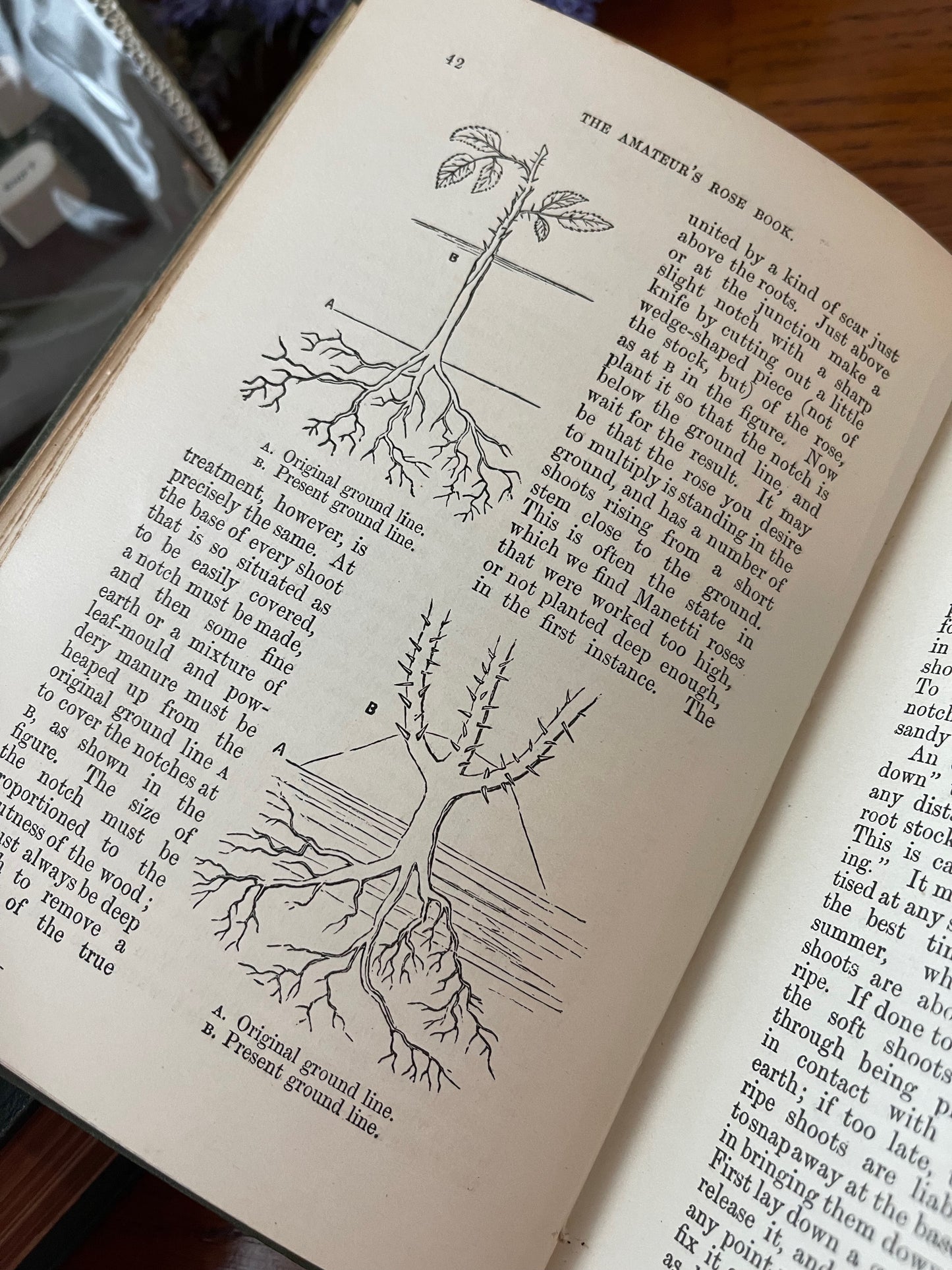 Rare Victorian Gardening Amateur's Rose Book / 1894 - Precious Cache
