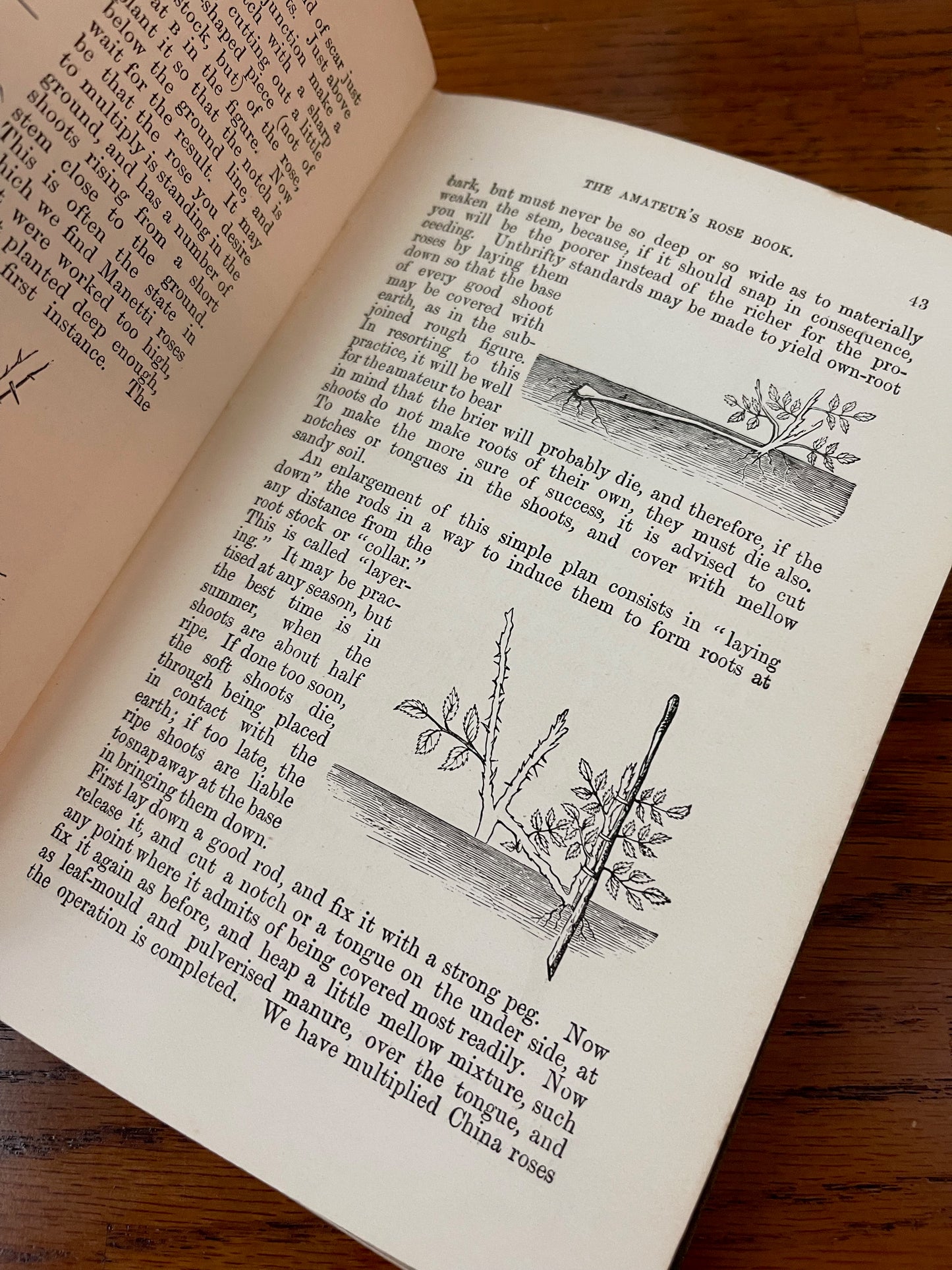 Rare Victorian Gardening Amateur's Rose Book / 1894 - Precious Cache