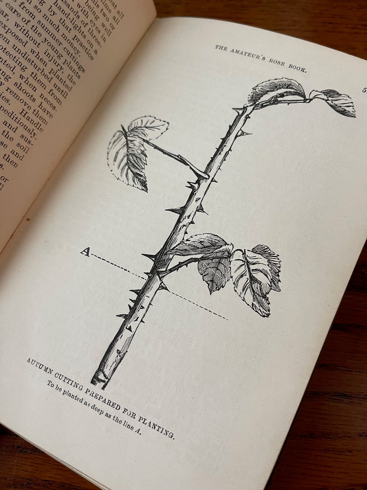 Rare Victorian Gardening Amateur's Rose Book / 1894 - Precious Cache