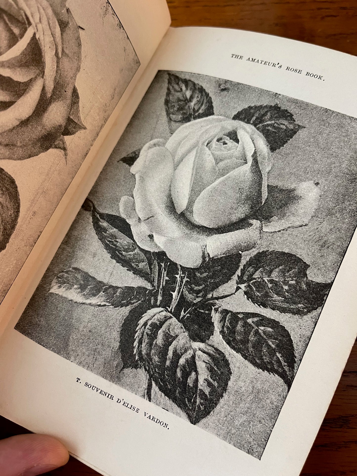 Rare Victorian Gardening Amateur's Rose Book / 1894 - Precious Cache