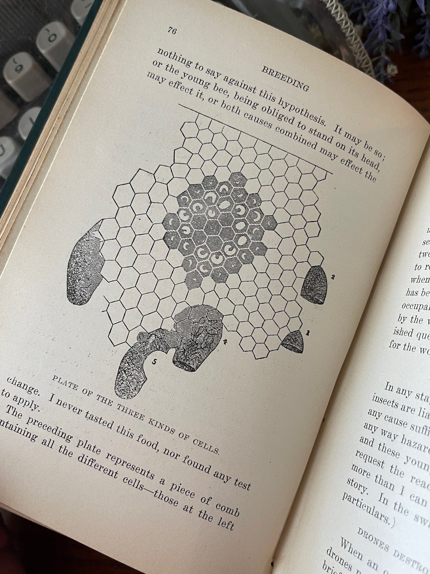 Mysteries Of Beekeeping Explained / 1918 - Precious Cache