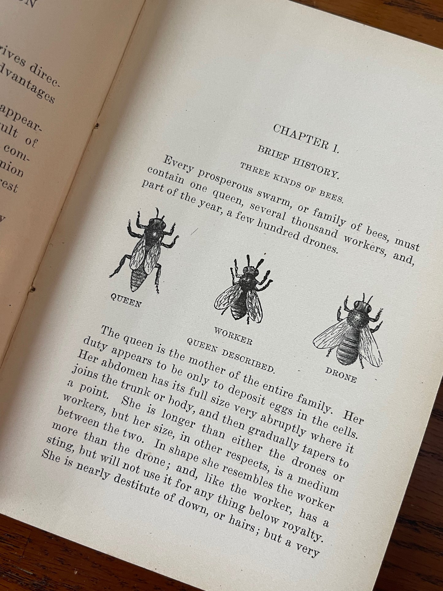 Mysteries Of Beekeeping Explained / 1918 - Precious Cache