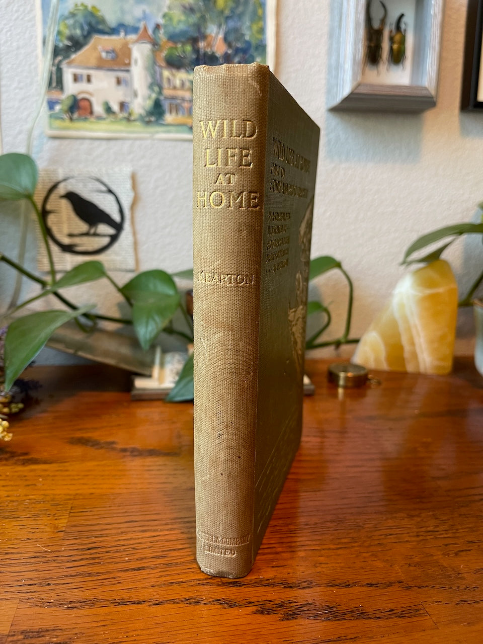 Wild Life At Home: How to study and photograph it