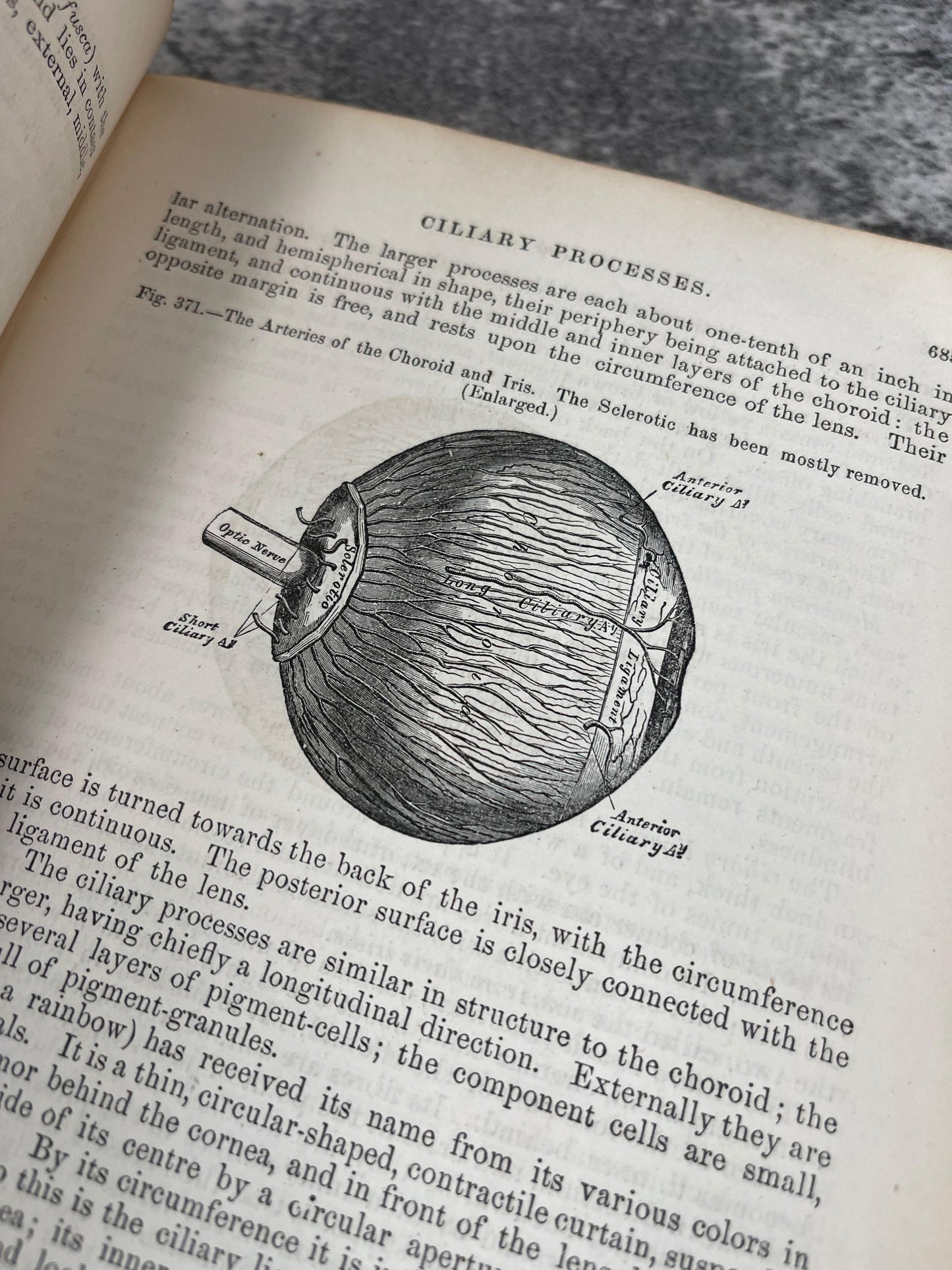 Gray's Anatomy Descriptive and Surgical / Fifth Edition / 1870 - Precious Cache
