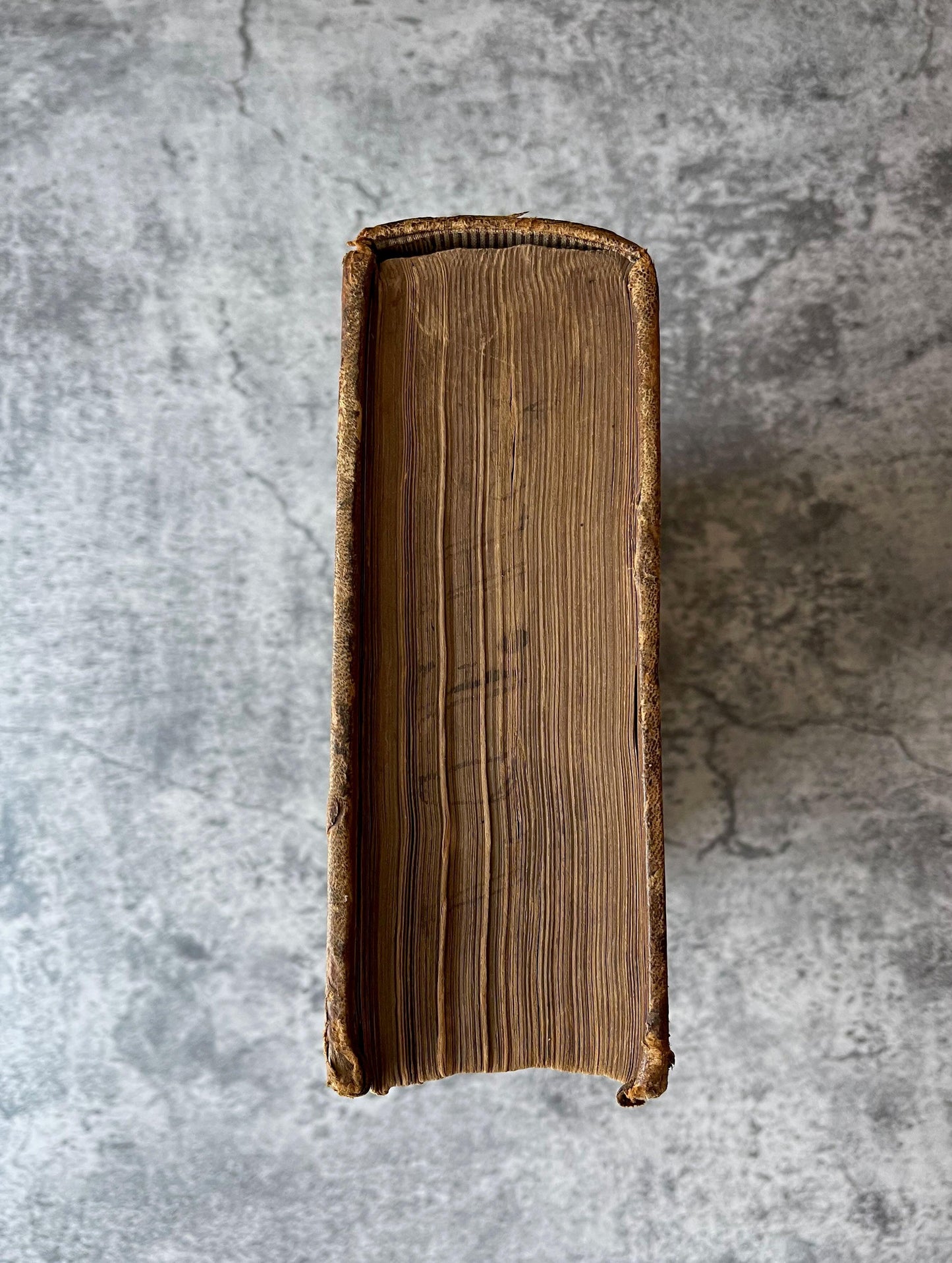Gray's Anatomy Descriptive and Surgical / Fifth Edition / 1870 - Precious Cache