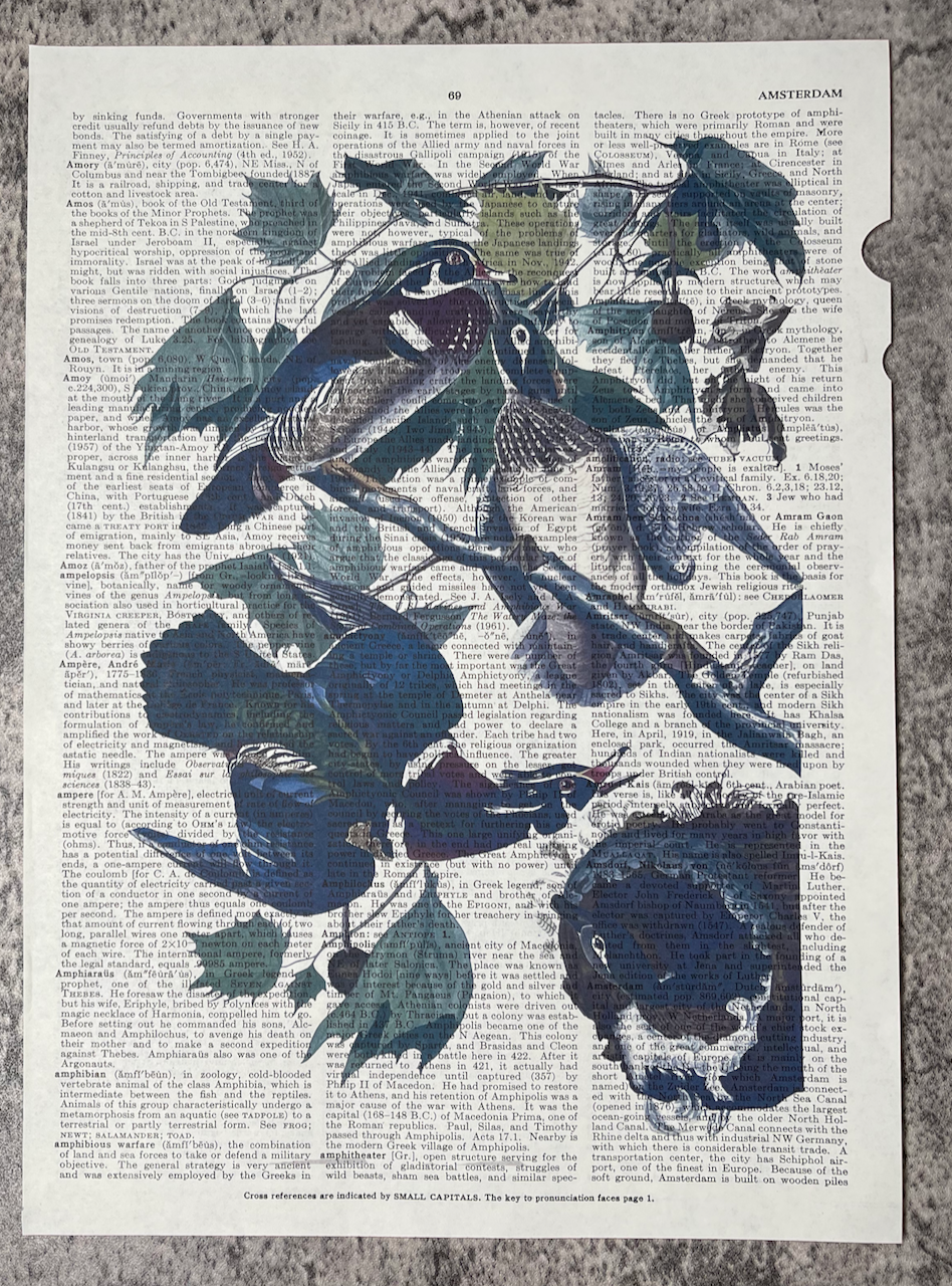 Encyclopedia Prints / John James Audubon / c1833 Replicas - Precious Cache