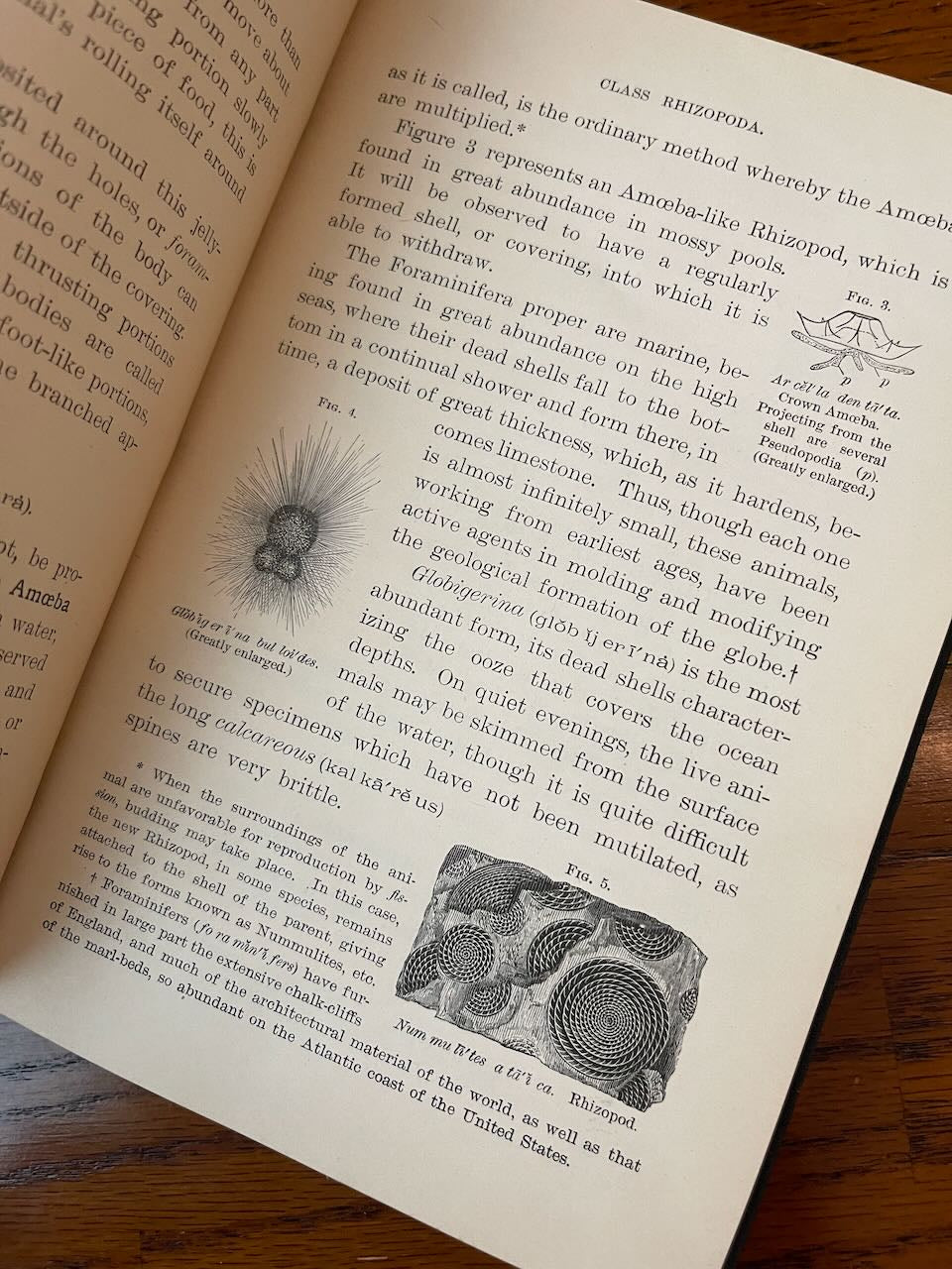Popular Zoology / Chautauqua Edition / ca. 1888 - Precious Cache