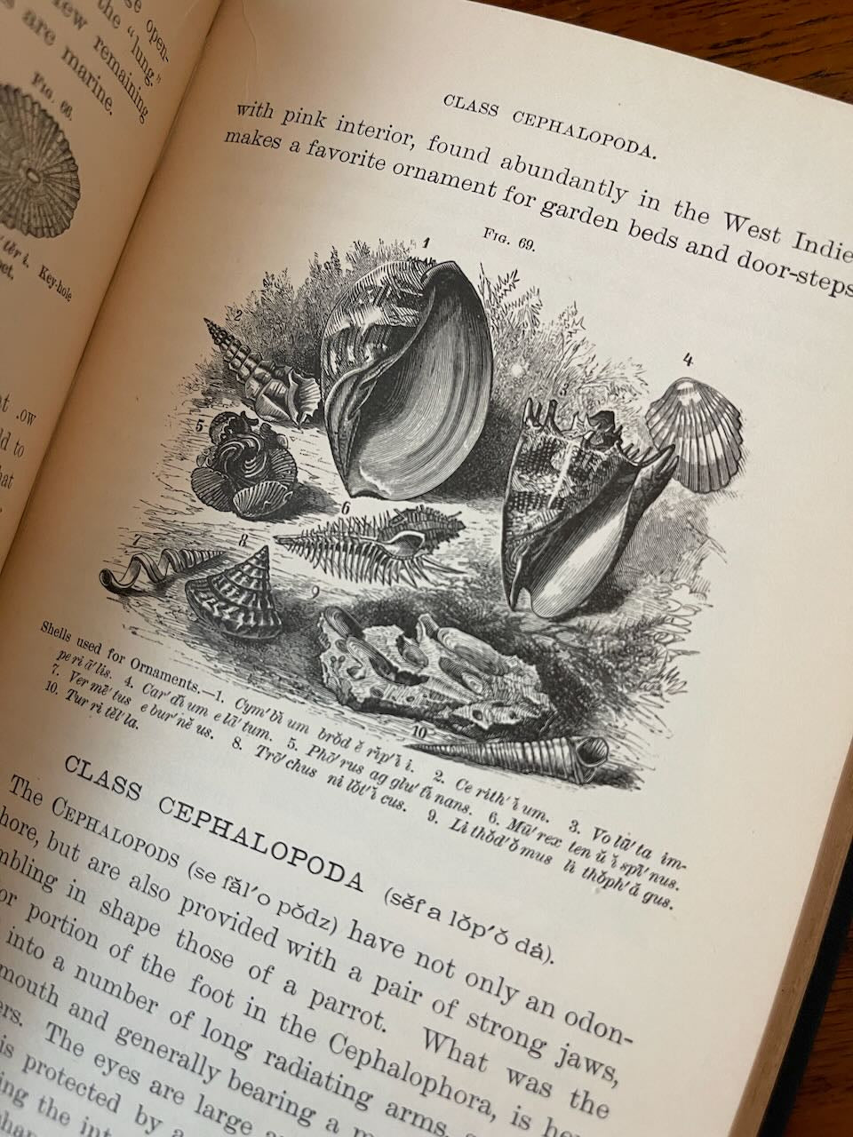 Popular Zoology / Chautauqua Edition / ca. 1888 - Precious Cache