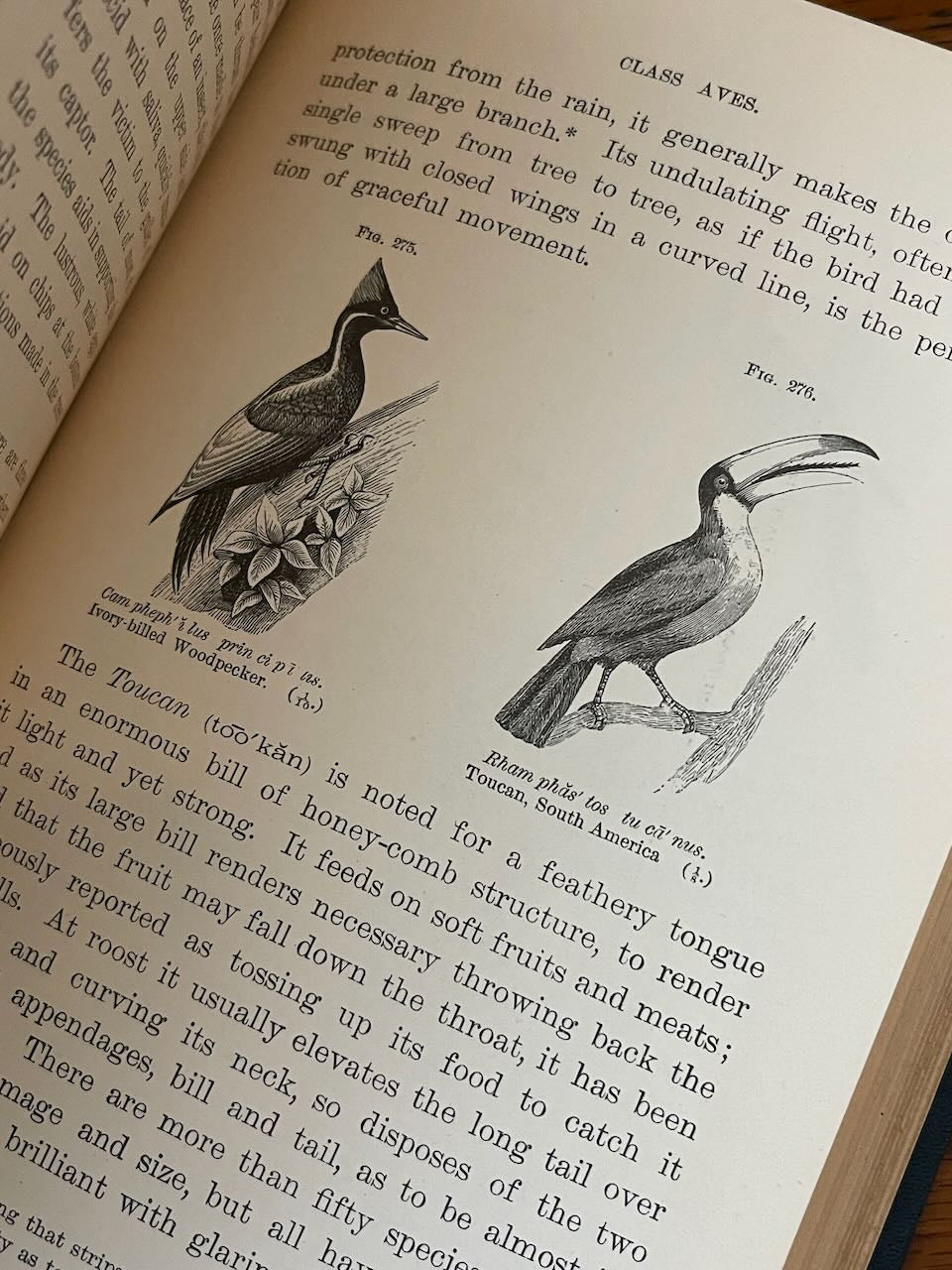 Popular Zoology / Chautauqua Edition / ca. 1888 - Precious Cache