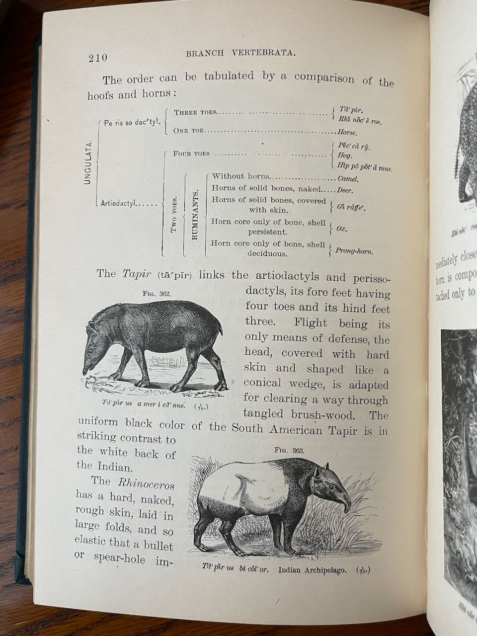 Popular Zoology / Chautauqua Edition / ca. 1888 - Precious Cache