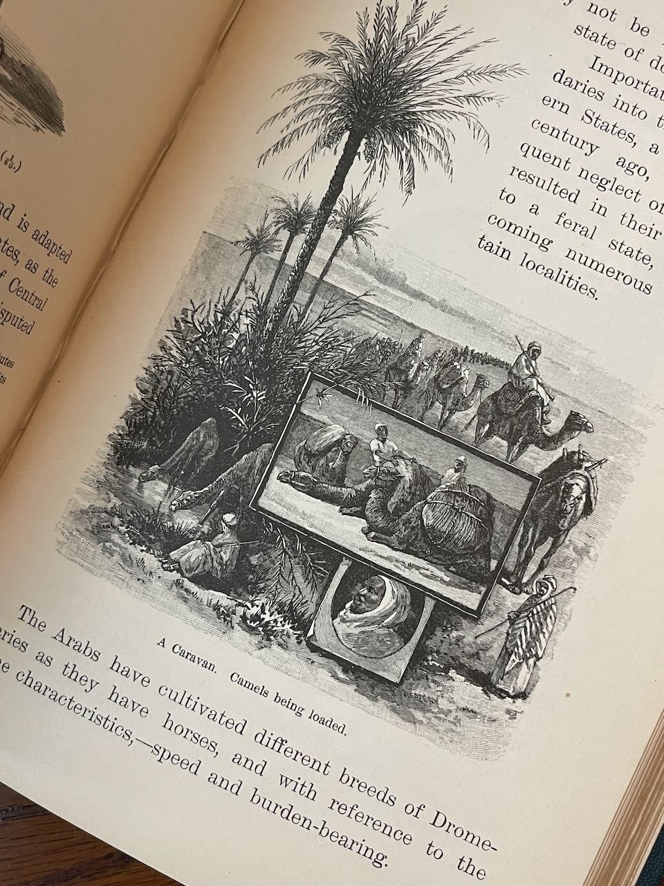 Popular Zoology / Chautauqua Edition / ca. 1888 - Precious Cache