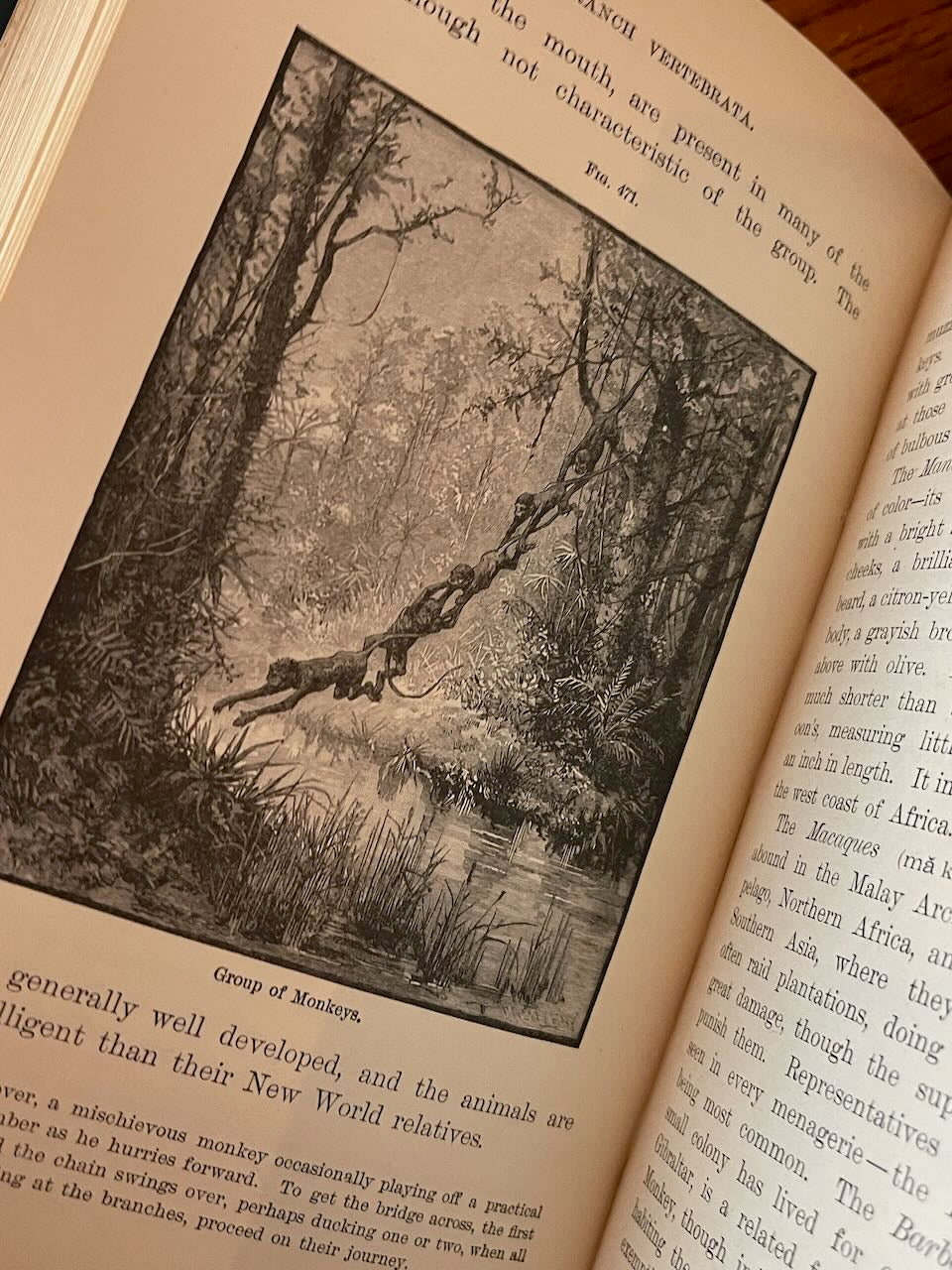 Popular Zoology / Chautauqua Edition / ca. 1888 - Precious Cache
