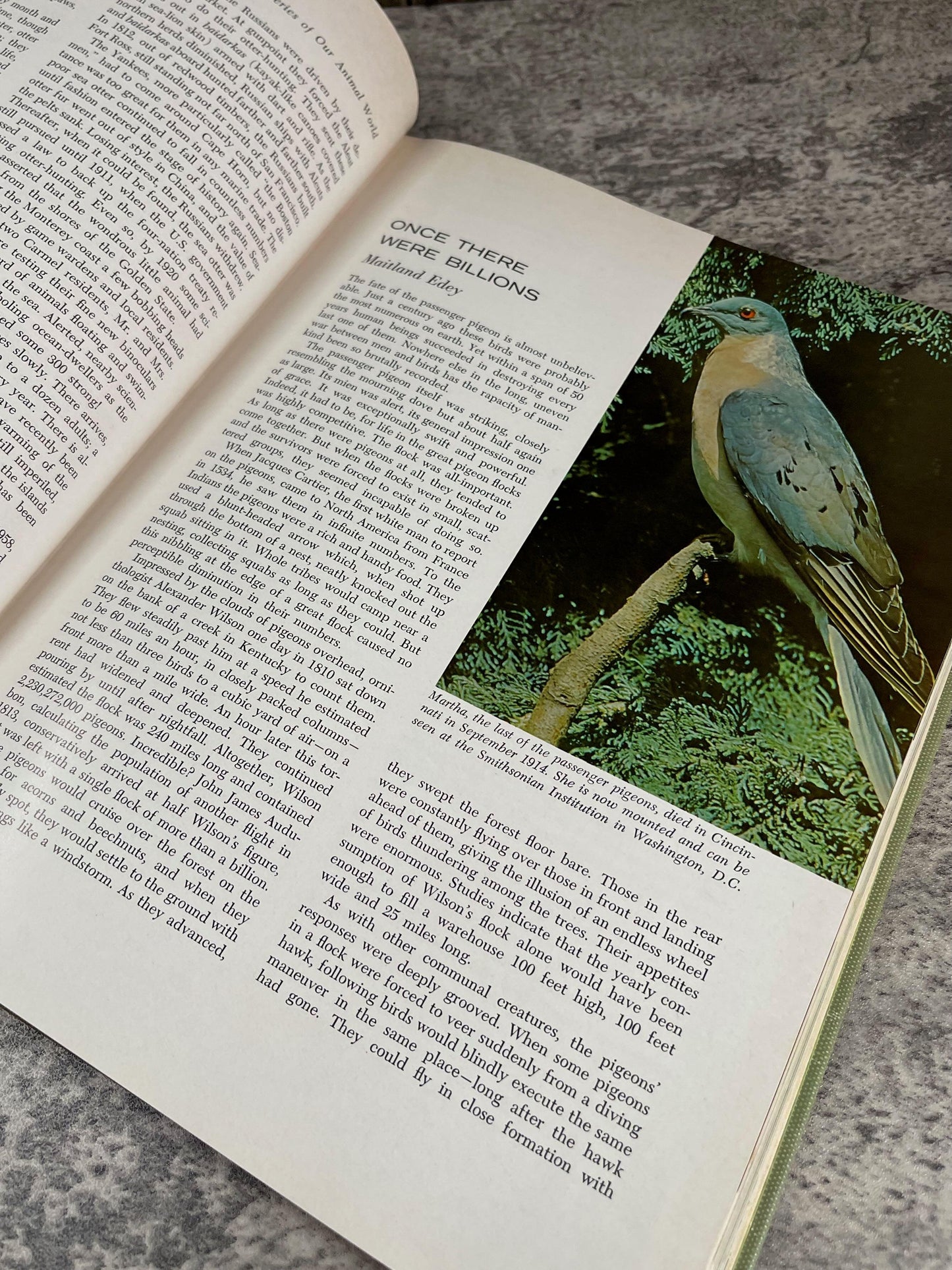 Marvels and Mysteries of Our Animal World / 1964 - Precious Cache