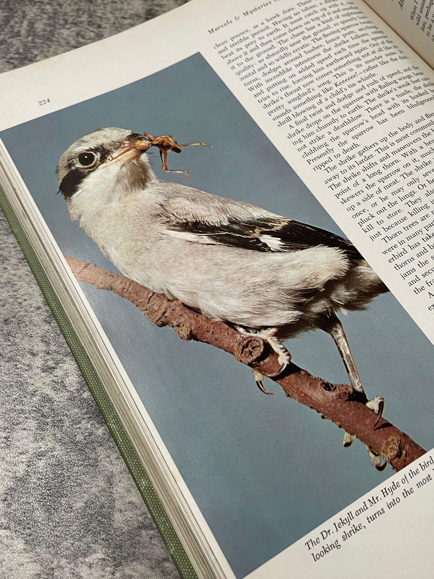 Marvels and Mysteries of Our Animal World / 1964 - Precious Cache