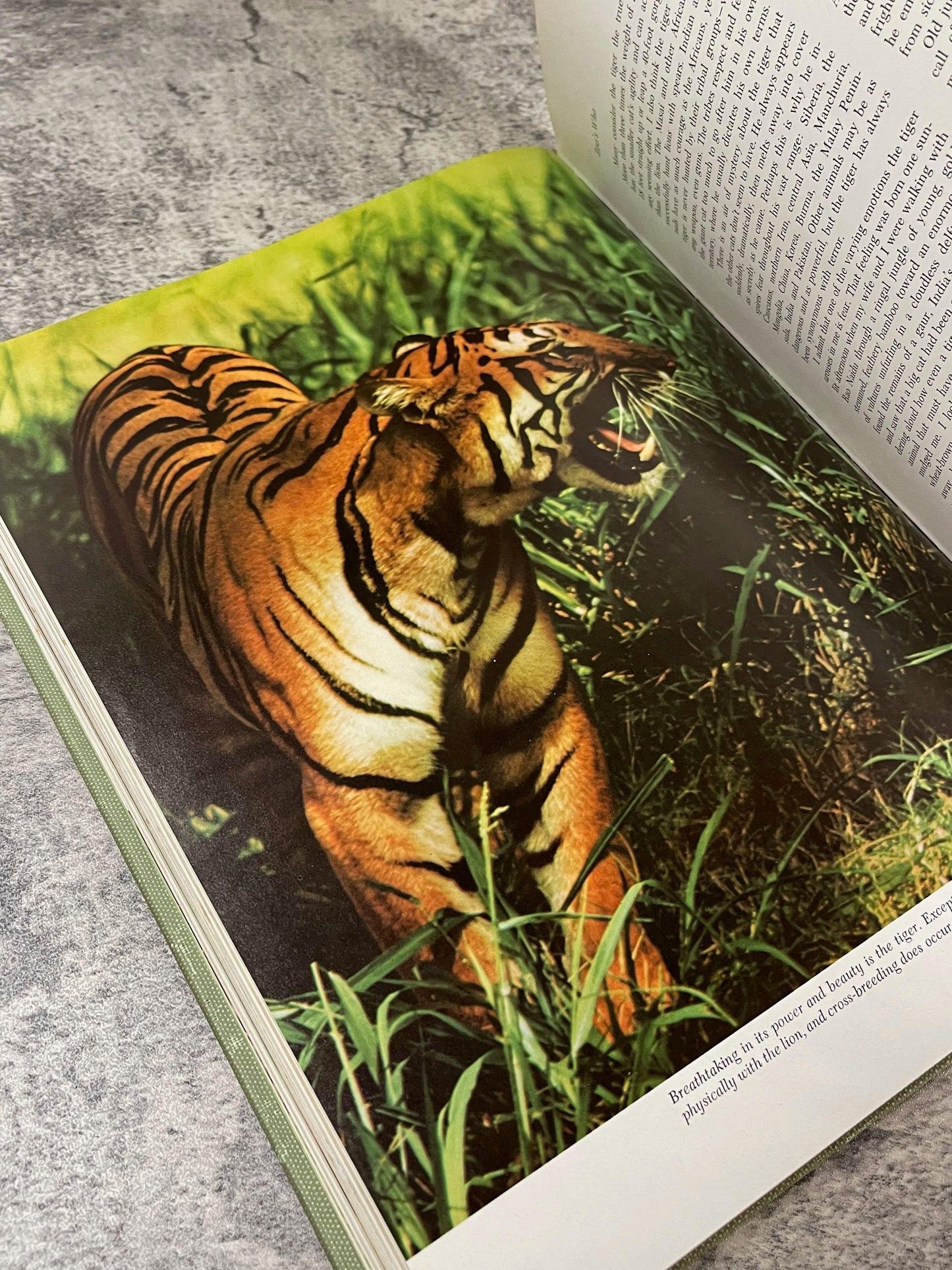 Marvels and Mysteries of Our Animal World / 1964 - Precious Cache