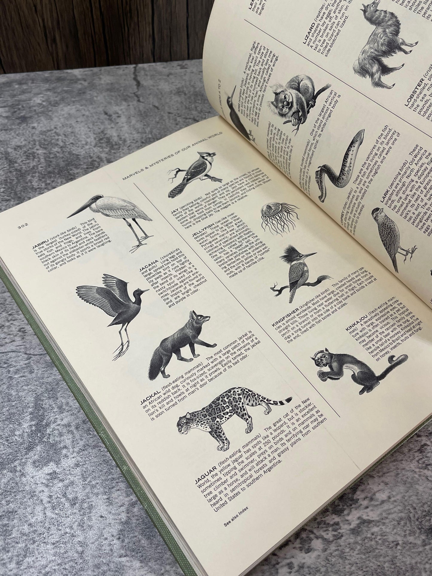 Marvels and Mysteries of Our Animal World / 1964 - Precious Cache