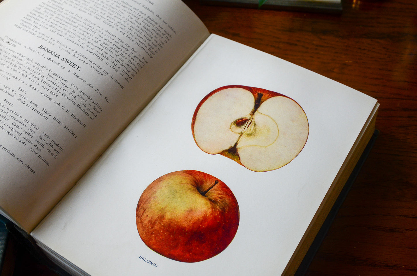 The Apples of New York / 1905