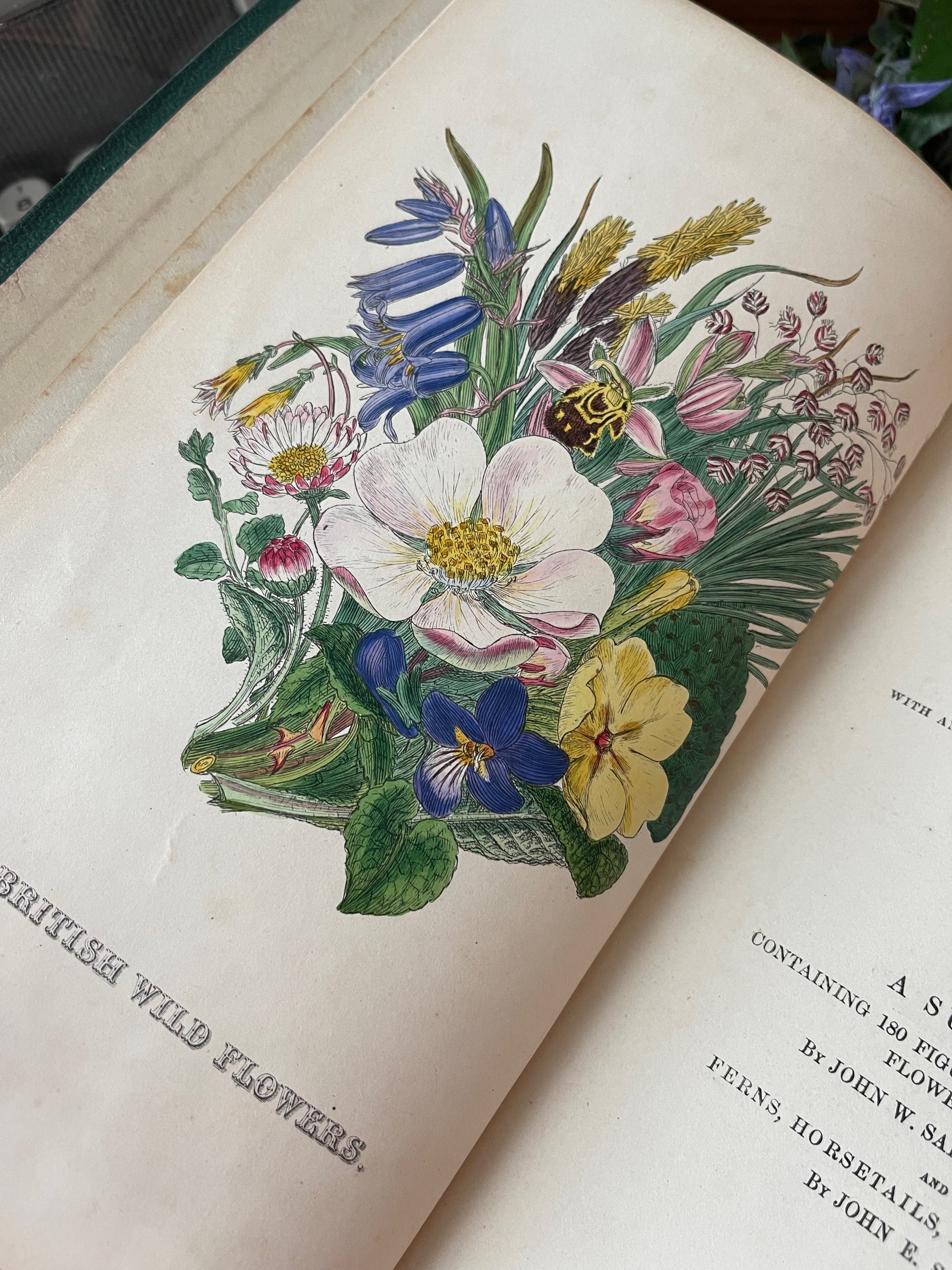 British Wild Flowers / MDCCCLXIII (1863) - Precious Cache
