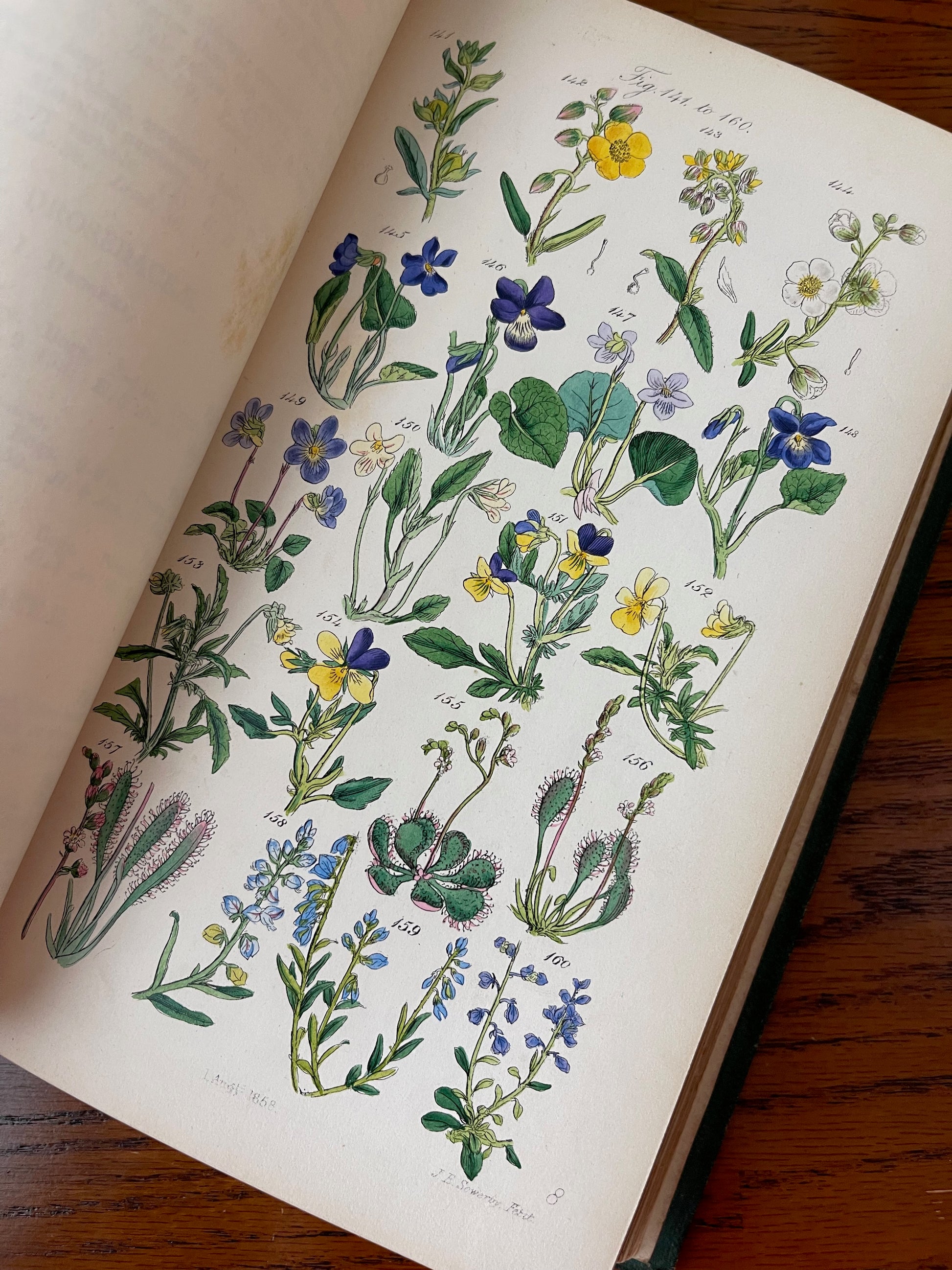 British Wild Flowers / MDCCCLXIII (1863) - Precious Cache