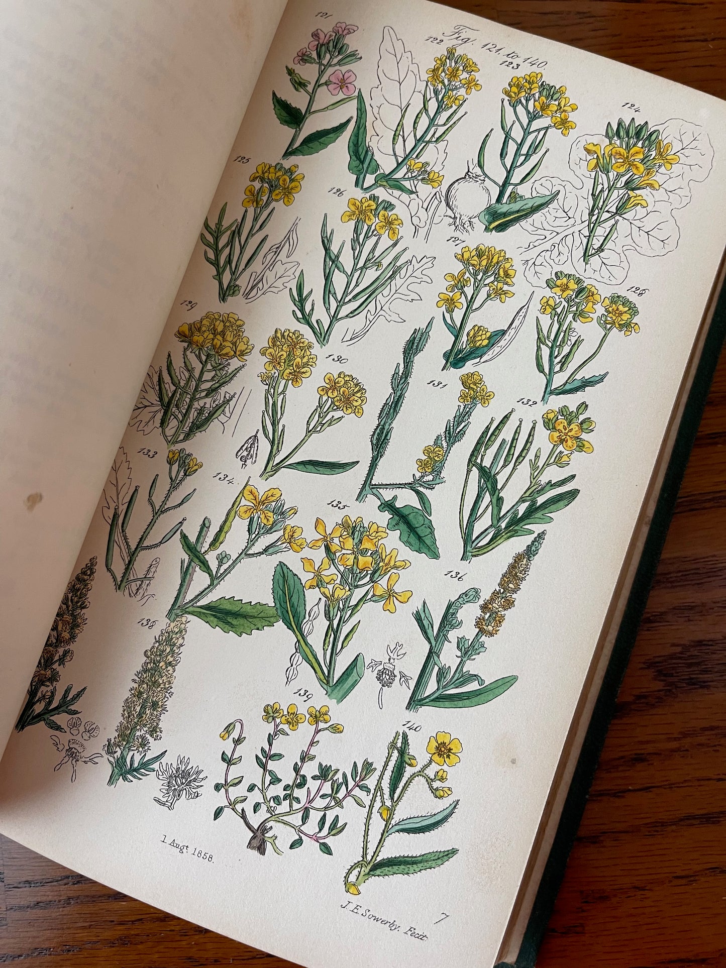 British Wild Flowers / MDCCCLXIII (1863) - Precious Cache
