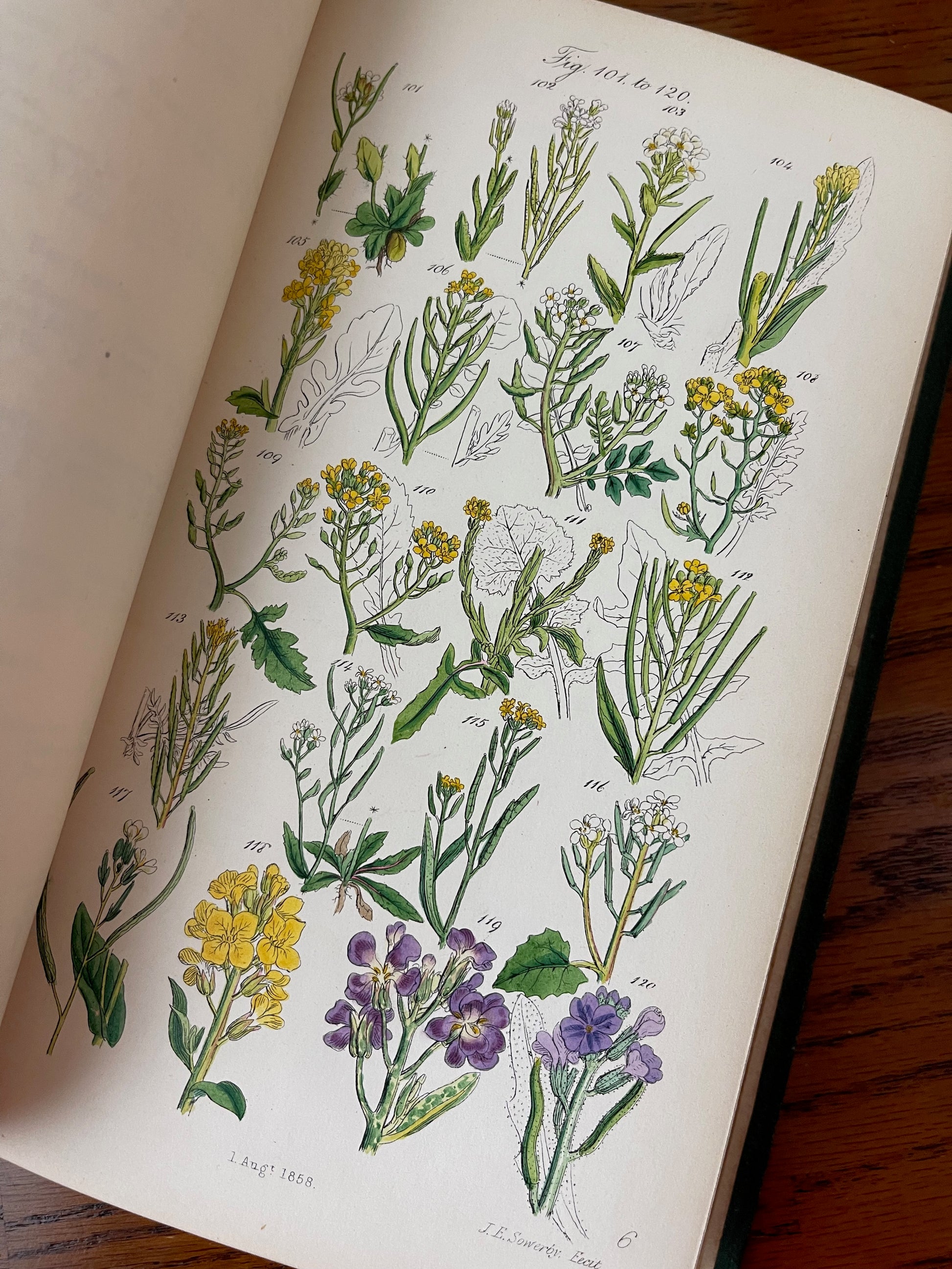British Wild Flowers / MDCCCLXIII (1863) - Precious Cache