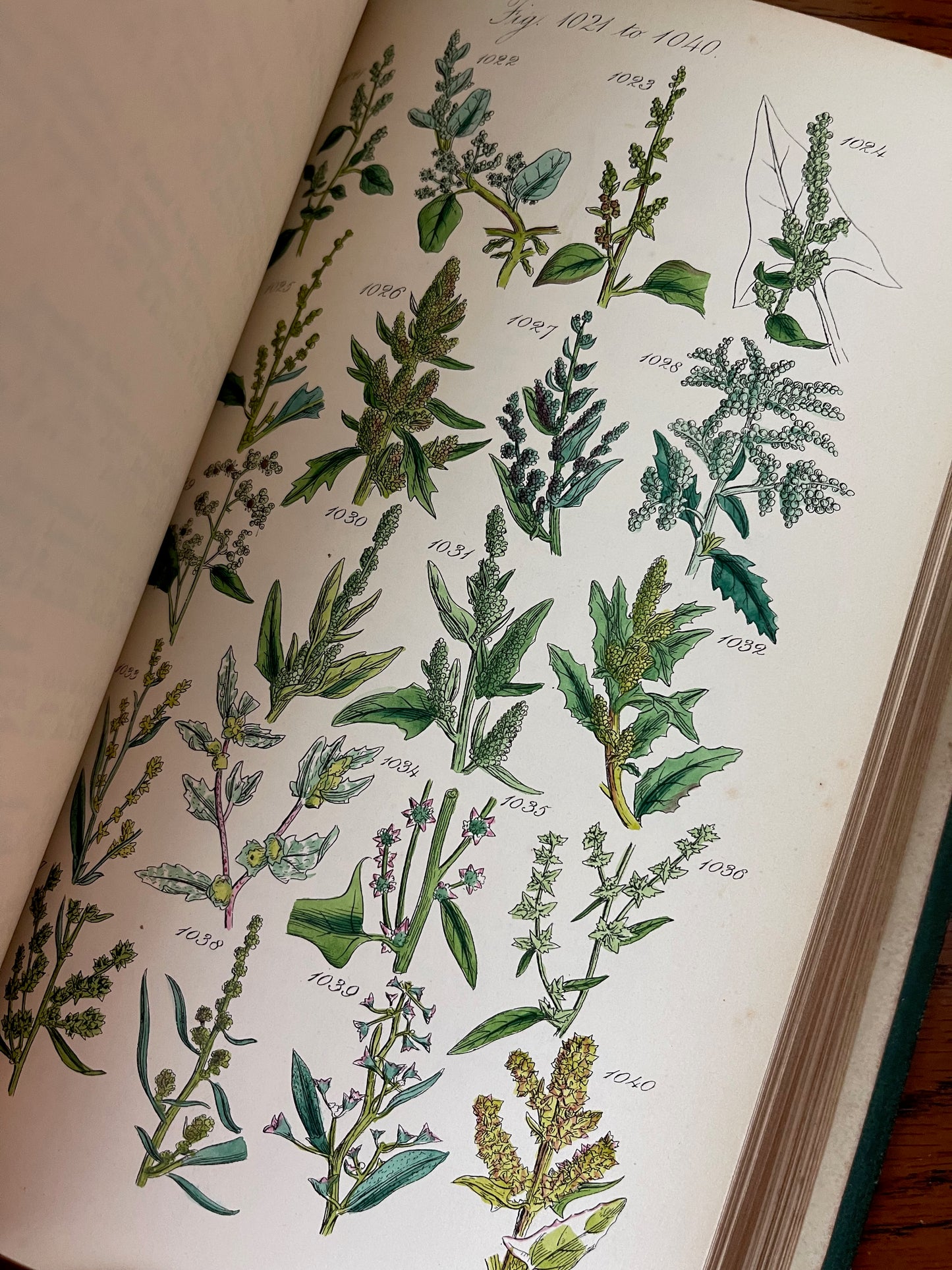 British Wild Flowers / MDCCCLXIII (1863) - Precious Cache