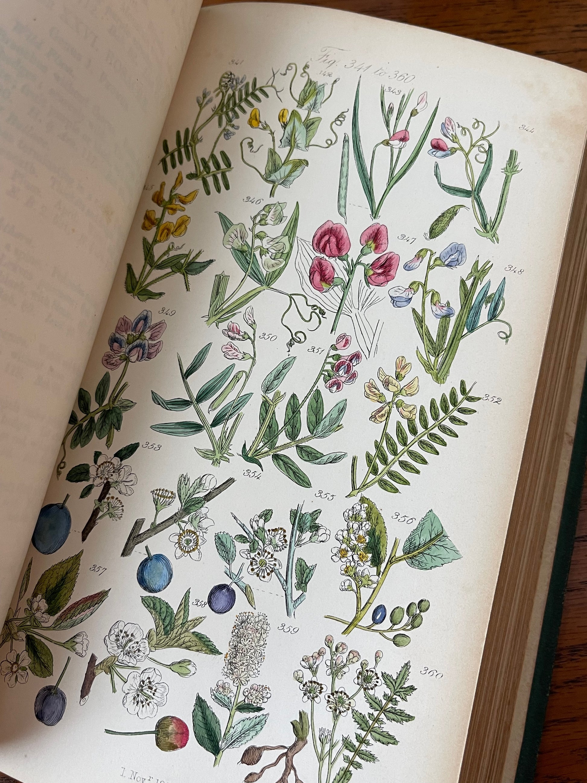 British Wild Flowers / MDCCCLXIII (1863) - Precious Cache
