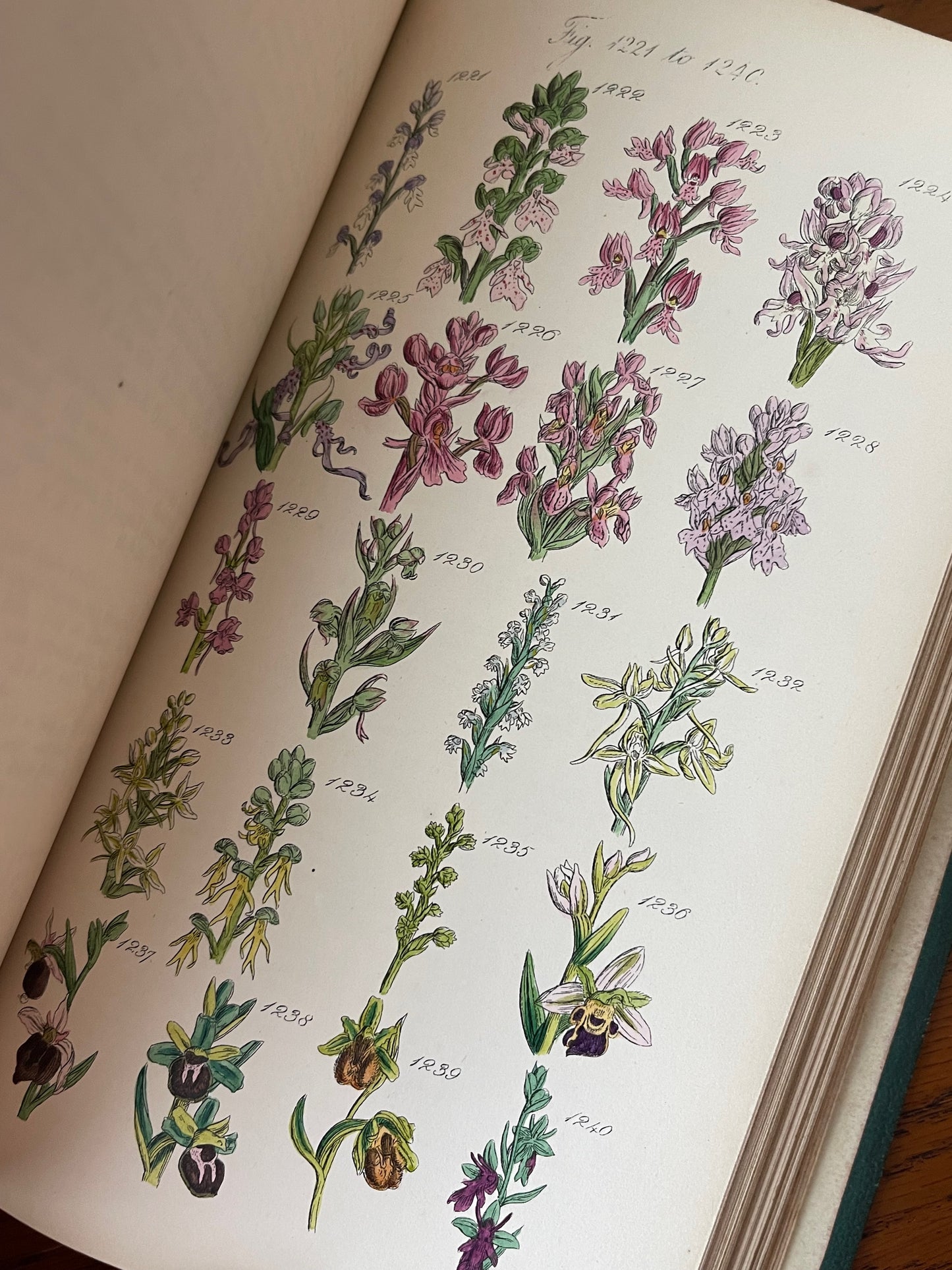 British Wild Flowers / MDCCCLXIII (1863) - Precious Cache