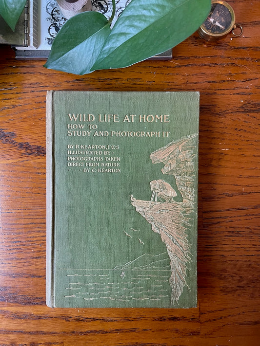 Wild Life At Home: How to study and photograph it