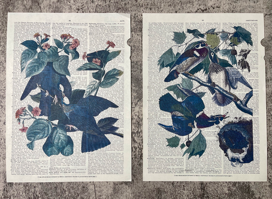 Encyclopedia Prints / John James Audubon / c1833 Replicas - Precious Cache