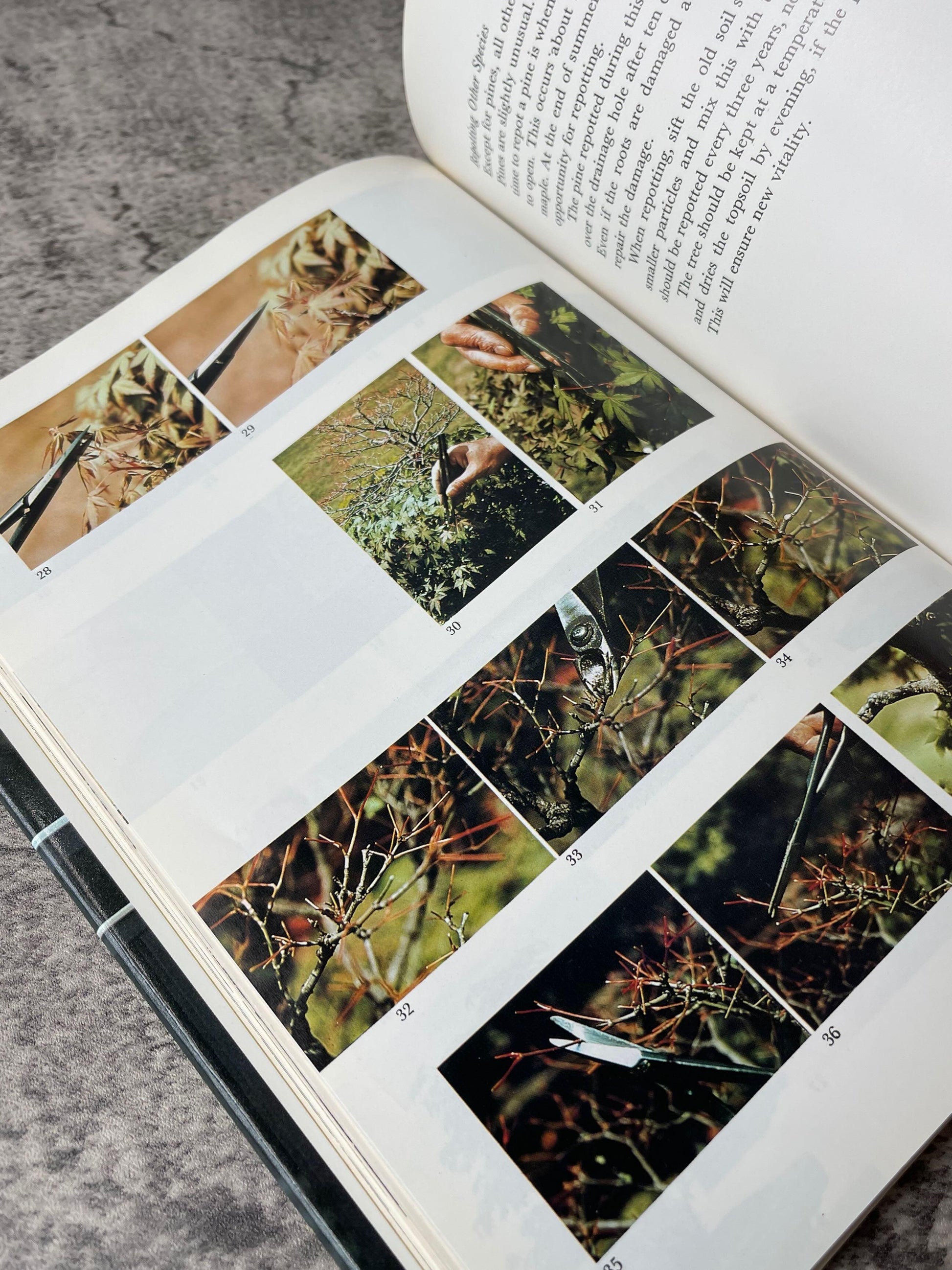 Bonsai with American Trees / First Edition, First Print / 1975 - Precious Cache