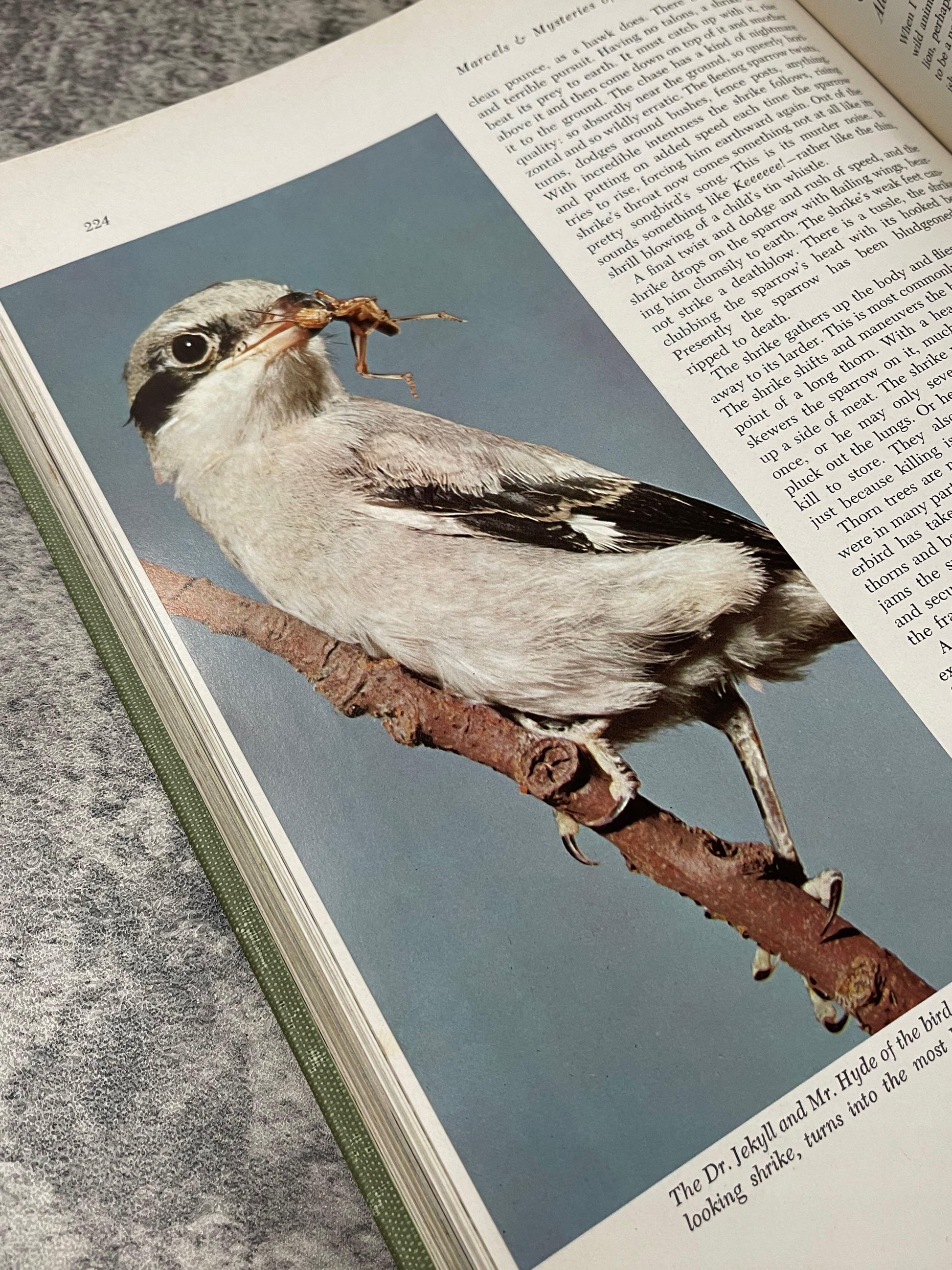 Marvels and Mysteries of Our Animal World / 1964 - Precious Cache